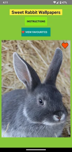 Sweet Rabbit Wallpapers