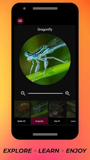 Insects Under Microscope