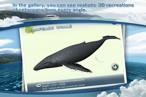 REAL WHALES Find the cetacean! screenshot 4