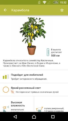 Комнатные растения