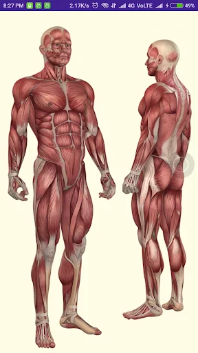 Anatomy Directory