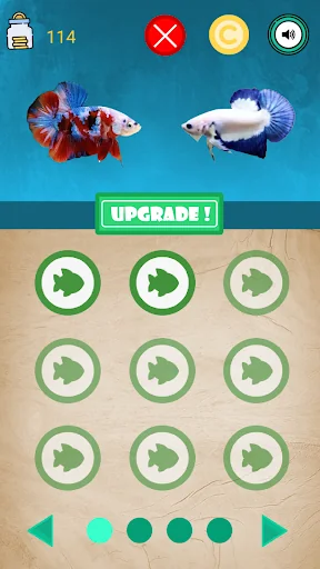 Betta Fish Seller