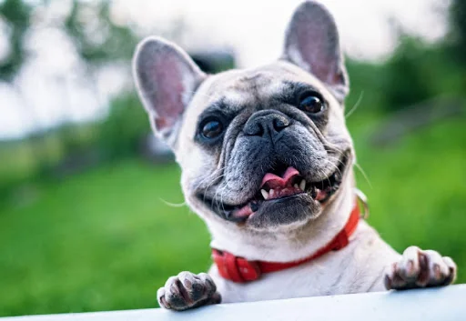 Dogs jigsaw puzzles