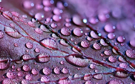 Incredible nature jigsaw puzzl