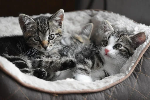 Kittens Jigsaw Puzzles