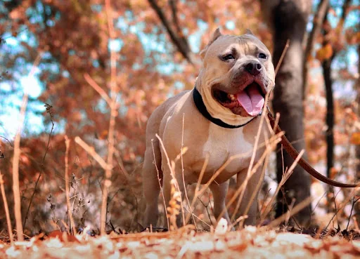 Pitbull dogs jigsaw puzzles
