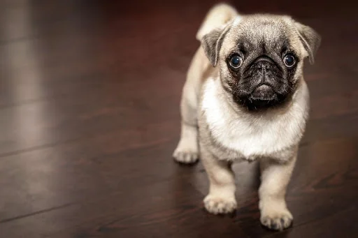 Pugs jigsaw puzzle dogs