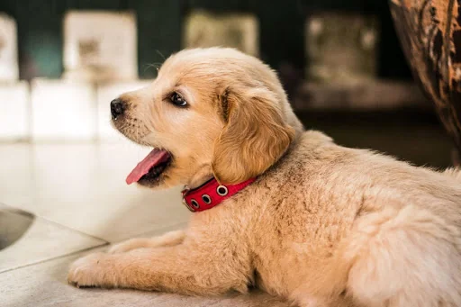 Puppies Jigsaw Puzzles