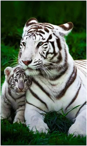 Beautiful Animal Wallpapers