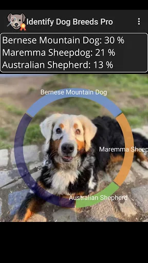 Identify Dog Breeds screenshot 1