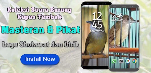 Masteran Kapas Tembak Mewah