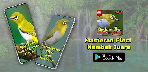 Masteran Pleci Nembak Juara