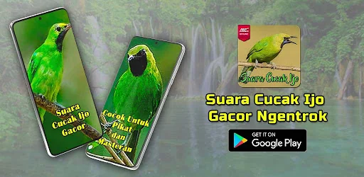 Masteran Cucak Ijo Gacor