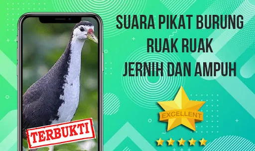 Suara Pemikat Ruak Ruak Ampuh
