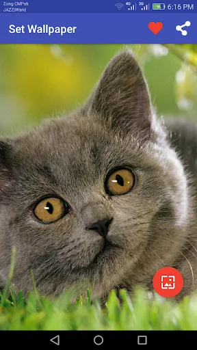 10000+ Cats Wallpapers