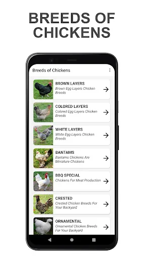 Chicken Breeds: Guide & Quiz