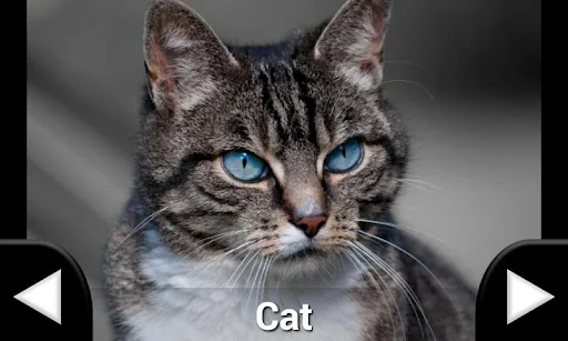 Toddler Animal Sounds screenshot 2