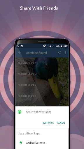 Anatidae Sounds
