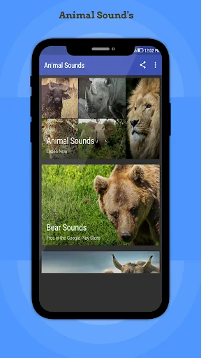Animal Sounds
