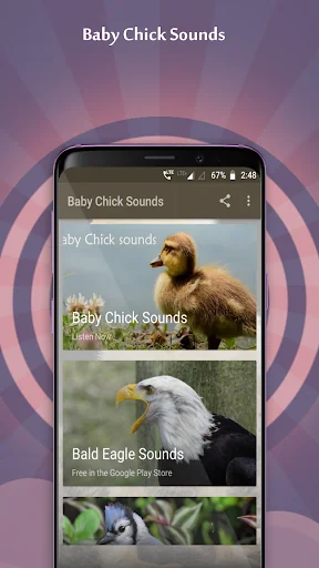 Baby Chick Sounds