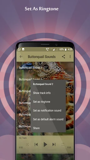 Buttonquail Sounds