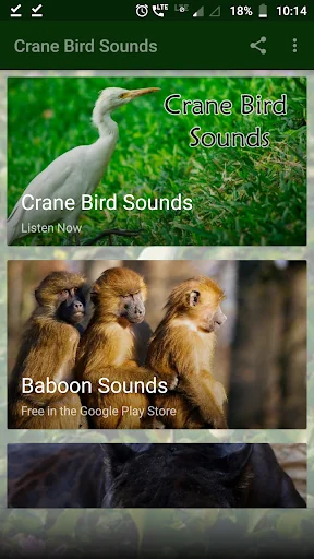 Crane Bird Sounds
