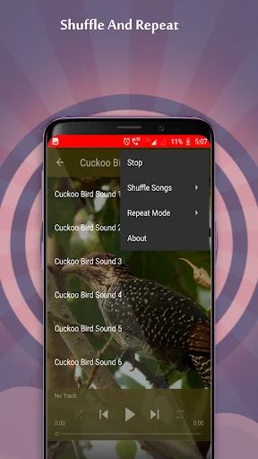 Cuckoo Bird Sounds