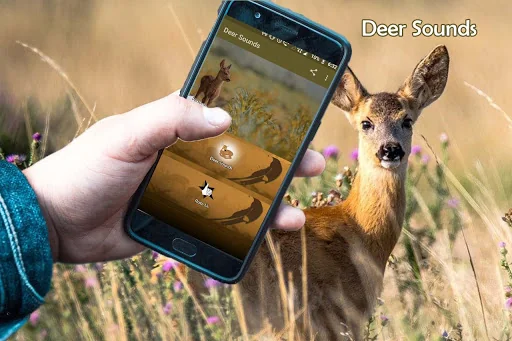 Deer Sounds
