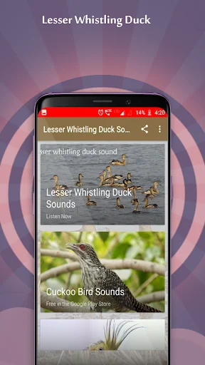 Lesser Whistling Duck Sounds