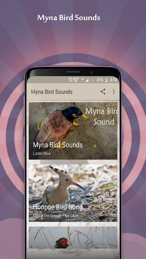 Myna Bird Sounds