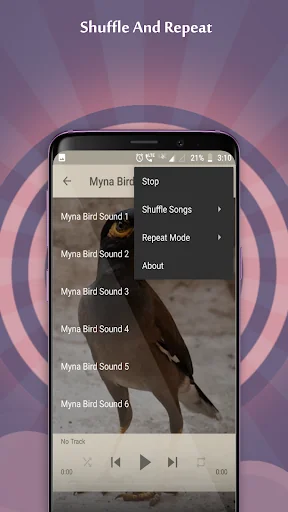 Myna Bird Sounds