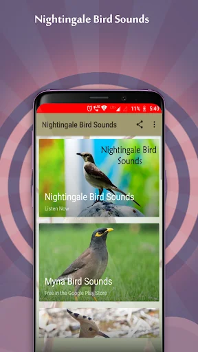 Nightingale Bird Sounds