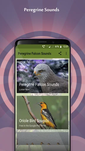 Peregrine Falcon Sounds