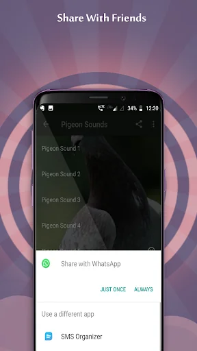 Pigeon Sounds