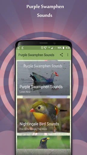 Purple Swamphen Sounds