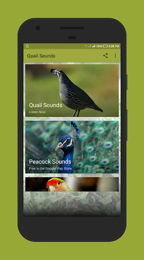 Quail Sounds