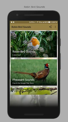Robin Bird Sounds