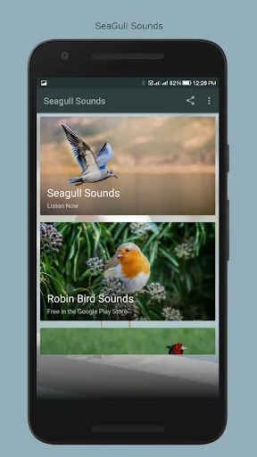 Seagull Sounds