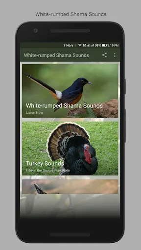 White-rumped Shama Sounds