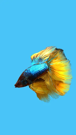 Betta Fish 3D Lite screenshot 1