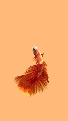 Betta Fish 3D Lite screenshot 3