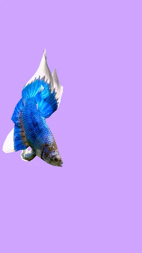 Betta Fish 3D Lite screenshot 4