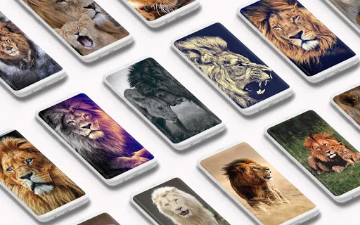 Lion Wallpaper