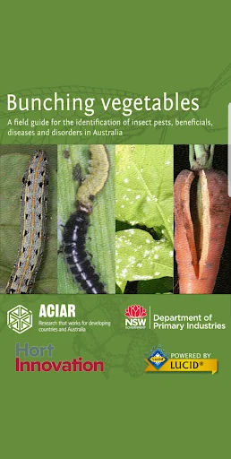 Bunching Vegetables