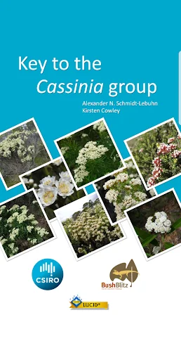 Key to the Cassinia group
