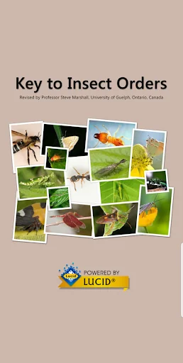 Key to Insect Orders – Revised