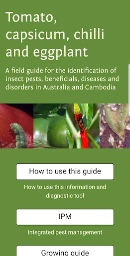 Solanaceae Fruit Field Guide