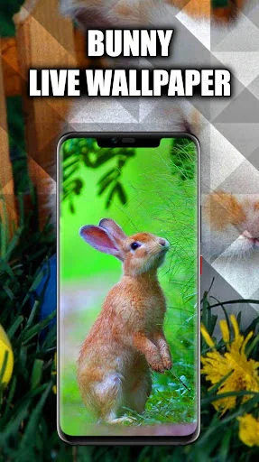 Bunny Wallpaper Live HD/3D/4K