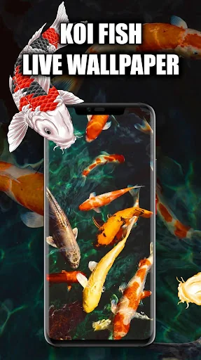 Koi Fish Wallpaper Live HD/3D