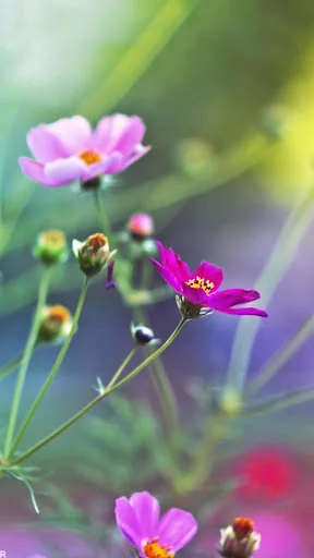 Flowers Wallpapers HD Offline